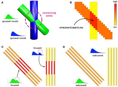 Bundle-Specific Axon Diameter Index as a New Contrast to Differentiate White Matter Tracts